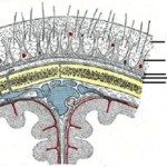 Scalp Acupuncture for Neuromuscular Facial Conditions