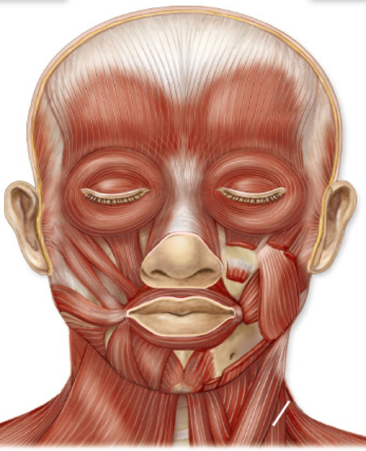 Motor points of face for electrical stimulation of bell's palsy