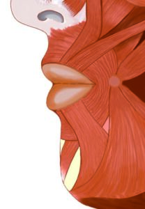 modiolus side view